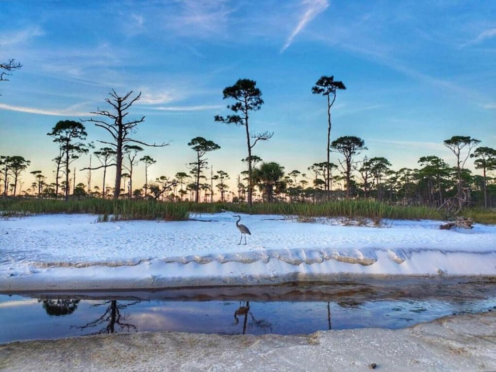 Tortuga Tillys Cape San Blas Exteriér fotografie